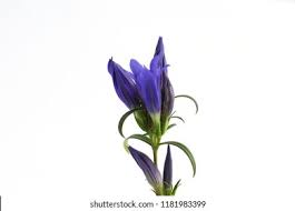 Attēlu rezultāti vaicājumam “Gentiana pneumonanthe flower”