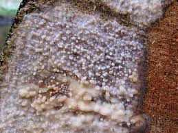 Attēlu rezultāti vaicājumam “Radulomyces confluens”