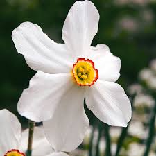 Attēlu rezultāti vaicājumam “Narcissus poeticus”