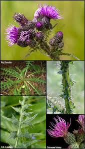 Attēlu rezultāti vaicājumam “Cirsium palustre flower”