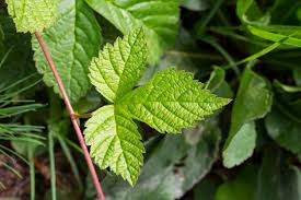 Attēlu rezultāti vaicājumam “Rubus idaeus leaf”