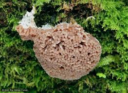 Attēlu rezultāti vaicājumam “Tubifera ferruginosa (subsp. ferruginosa)”