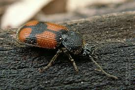 Attēlu rezultāti vaicājumam “Panagaeus cruxmajor”