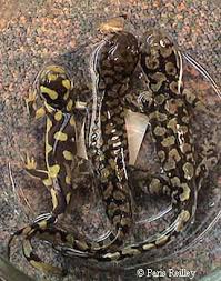 Attēlu rezultāti vaicājumam “Diderma tigrinum macro”