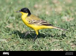 Attēlu rezultāti vaicājumam “Motacilla flava flava”