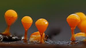 Attēlu rezultāti vaicājumam “Diderma montanum var. album spores”