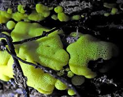 Attēlu rezultāti vaicājumam “Symphytocarpus impexus sessile”