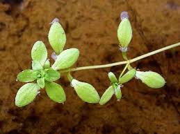 Attēlu rezultāti vaicājumam “Callitriche verna”