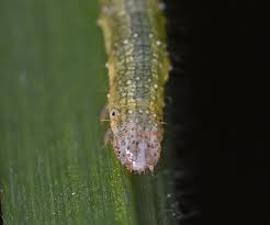 Attēlu rezultāti vaicājumam “Larentia clavaria”