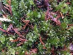 Attēlu rezultāti vaicājumam “Plagiomnium ellipticum”