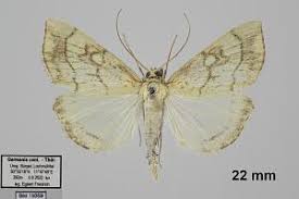 Attēlu rezultāti vaicājumam “Evergestis pallidata”