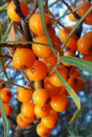 Attēlu rezultāti vaicājumam “Hippophae rhamnoides fruit”