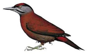 Attēlu rezultāti vaicājumam “Picus canus female”