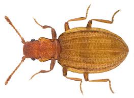 Attēlu rezultāti vaicājumam “Latridiidae”