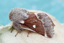 Attēlu rezultāti vaicājumam “Eriogaster lanestris”