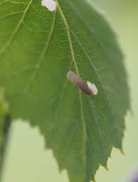 Attēlu rezultāti vaicājumam “Collaria arcyrionema young”