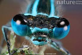 Attēlu rezultāti vaicājumam “Enallagma cyathigerum male”