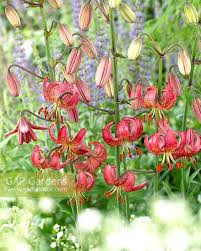 Image result for Lilium martagon `Manitoba Fox`