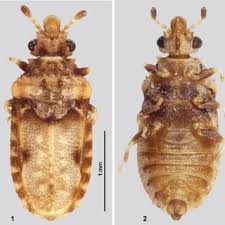 Attēlu rezultāti vaicājumam “Adomerus biguttatus”