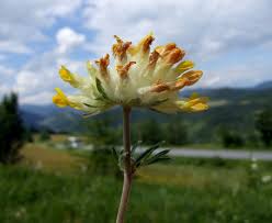 Image result for Anthyllis vulneraria