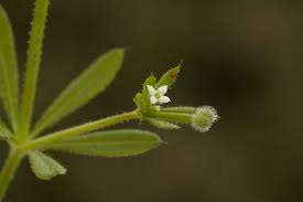 Attēlu rezultāti vaicājumam “Galium aparine”