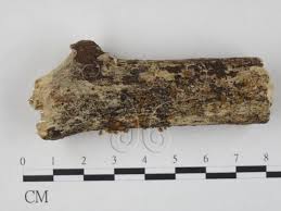 Attēlu rezultāti vaicājumam “Hemitrichia calyculata”