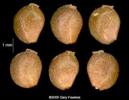 Attēlu rezultāti vaicājumam “Stuckenia filiformis bud”