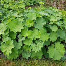 Image result for Frauenmantel