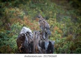 Attēlu rezultāti vaicājumam “Tetrastes bonasia eggs”