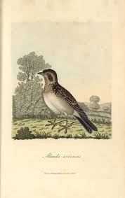 Image result for Alauda arvensis