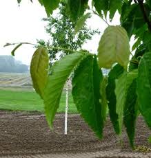 Attēlu rezultāti vaicājumam “Betula alleghaniensis leaf”