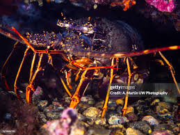 Image result for Palinurus elephas