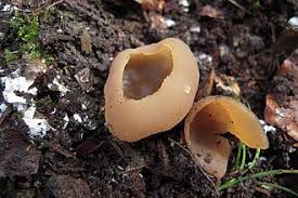 Attēlu rezultāti vaicājumam “Peziza vesiculosa”