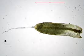 Attēlu rezultāti vaicājumam “Tortula subulata sporophyte”