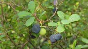 Attēlu rezultāti vaicājumam “Vaccinium uliginosum leaf”