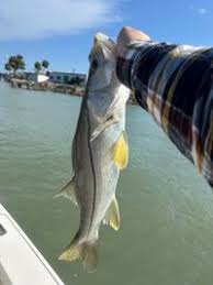 Image result for Centropomus undecimalis