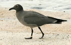 Attēlu rezultāti vaicājumam “Fuligo laevis”