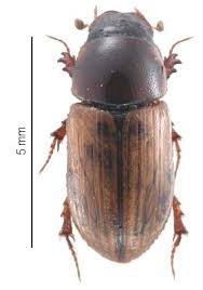 Attēlu rezultāti vaicājumam “Aphodius sp.”