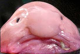 Image result for blobfish