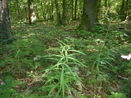 Attēlu rezultāti vaicājumam “Polygonatum verticillatum”