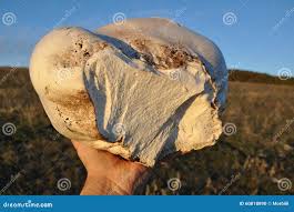 Attēlu rezultāti vaicājumam “Langermania gigantea”