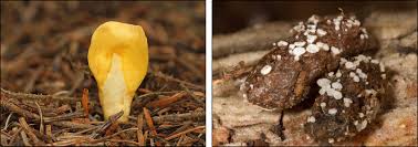 Attēlu rezultāti vaicājumam “Spathularia flavida”