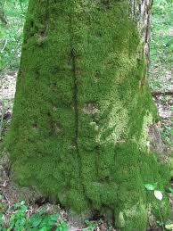 Attēlu rezultāti vaicājumam “Anomodon attenuatus”