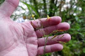 Attēlu rezultāti vaicājumam “Mycelis muralis”