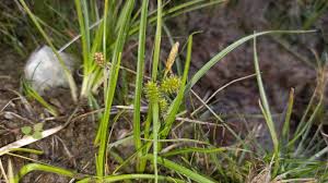Attēlu rezultāti vaicājumam “Carex viridula”