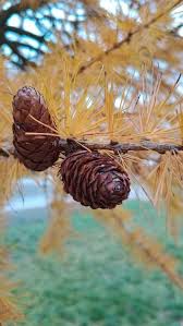 Attēlu rezultāti vaicājumam “Larix decidua flower”