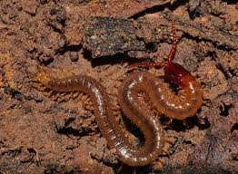 Attēlu rezultāti vaicājumam “Geophilidae”