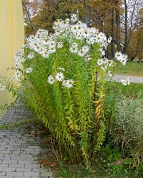 Image result for Leucanthemella serotina