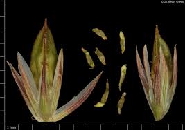 Attēlu rezultāti vaicājumam “Juncus stygius”