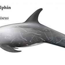 Image result for Grampus griseus